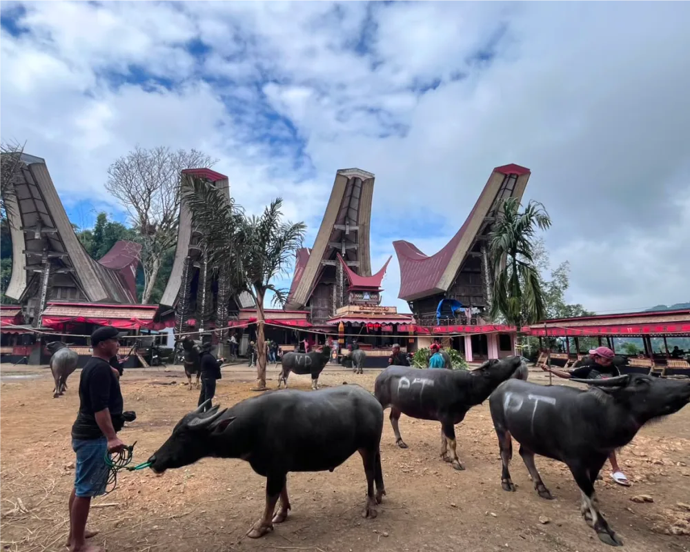 Highlands, Megaliths & Rural Toraja