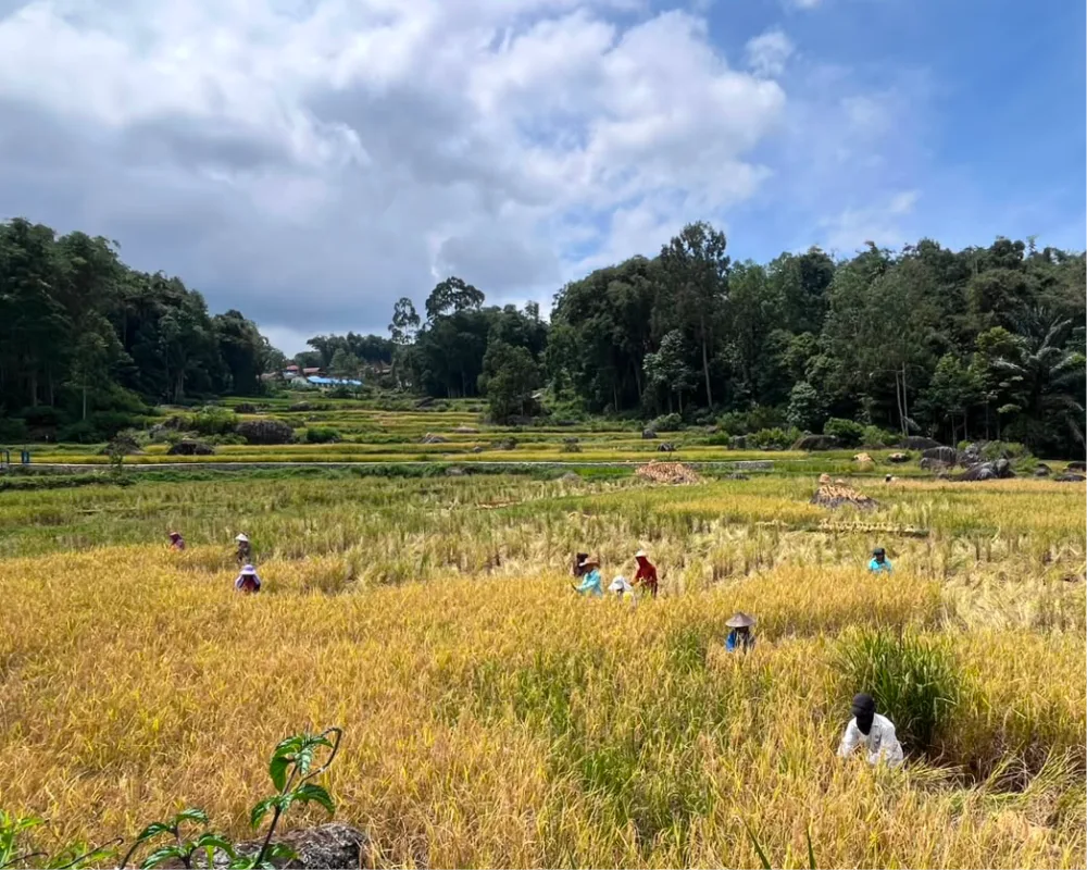 Trekking im ländlichen Toraja und Rückkehr nach Rantepao
