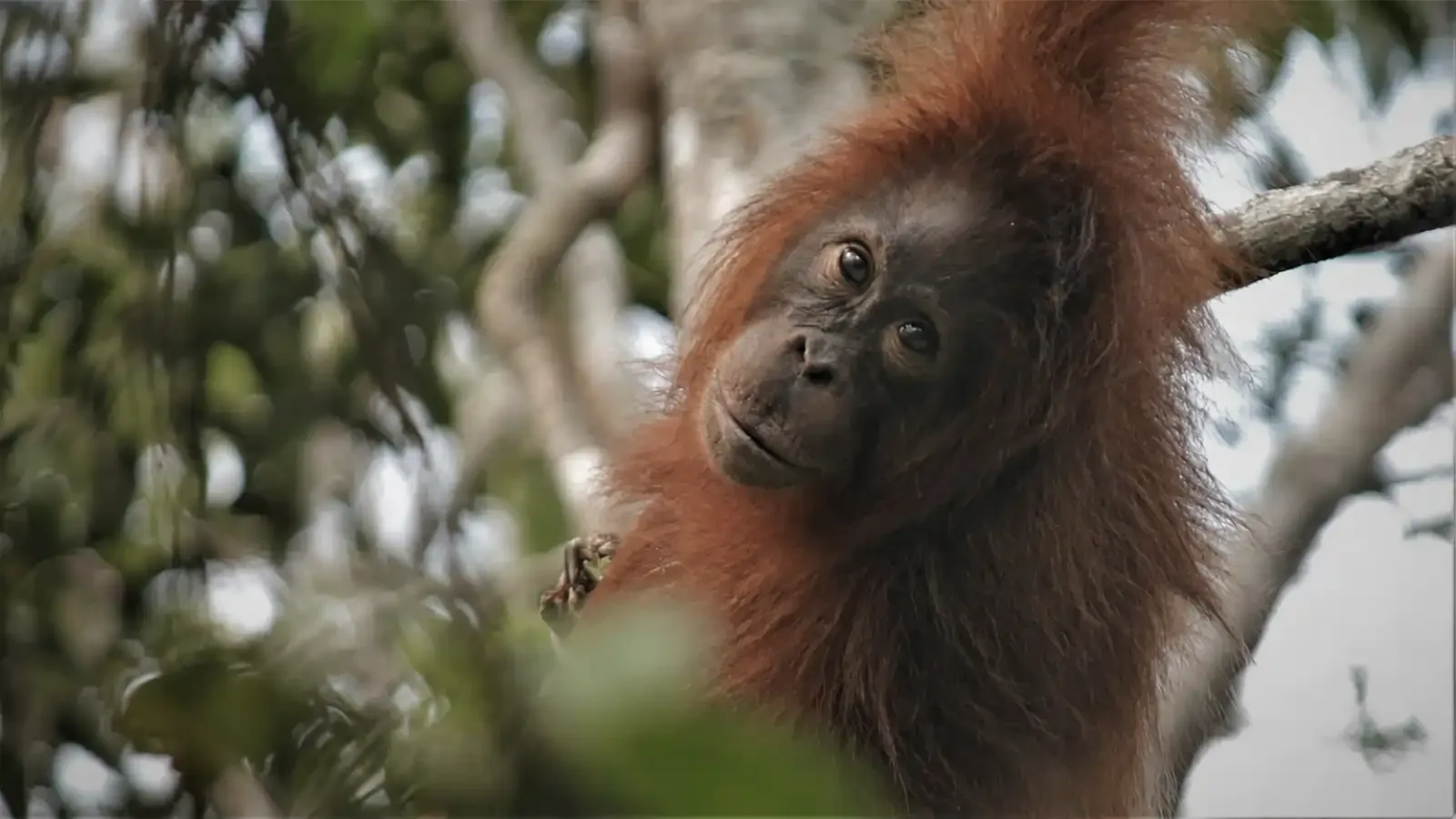 Kalimantan