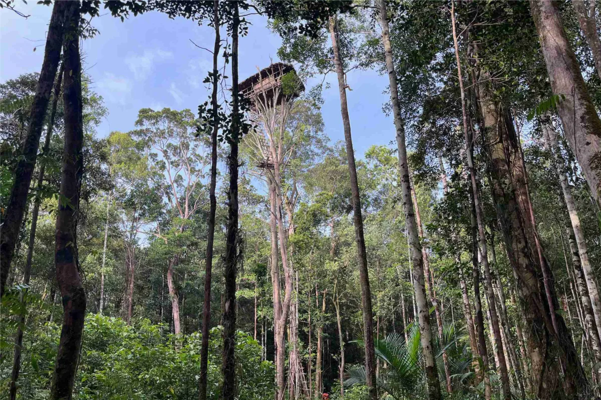 Full Day with the Korowai